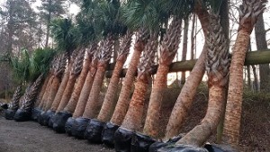 Palm Tree Planning