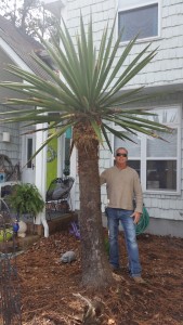Yucca Elephantipes (Giant White) Palm Tree