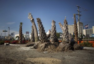 Va. Beach pushes to replace brown palm trees